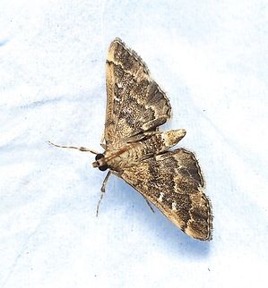 Nacoleia rhoeoalis Attracted to UV light  Australia,Eamw moth,Encounter Bay SA,Encounter Bay moth,Geotagged,Nacoleia ew,Nacoleia rhoeoalis,Summer,UVL