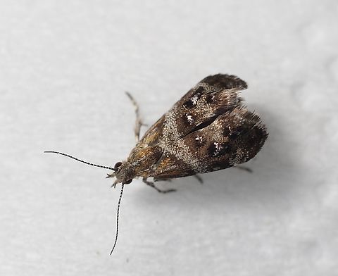 Small Thistle Moth - Tebenna micalis Attracted to UV light Australia,Eamw moth,Encounter Bay SA,Encounter Bay moth,Geotagged,Small Thistle Moth,Summer,Tebenna ew,Tebenna micalis,UVL