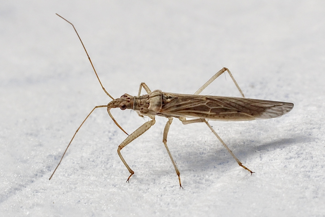Nabis kinbergii Attracted to UV light. Australia,Eamw damsel bugs,Encounter Bay SA,Geotagged,Nabis kinbergii,Summer,UVL