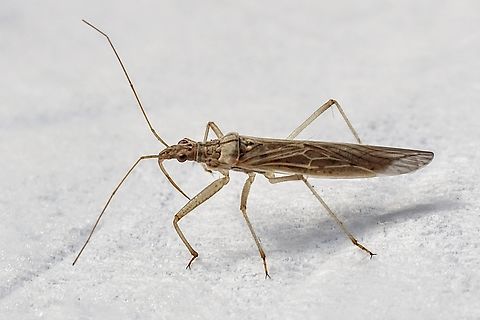 Nabis kinbergii Attracted to UV light. Australia,Eamw damsel bugs,Encounter Bay SA,Geotagged,Nabis kinbergii,Summer,UVL