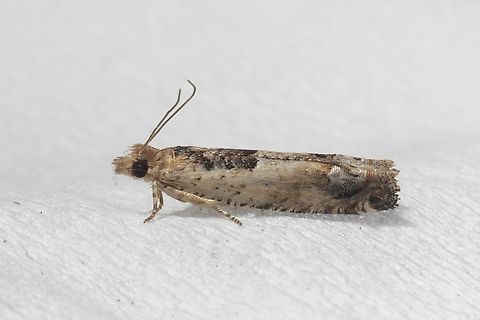 Cotton tipworm - Crocidosema plebejana Attracted to UV light Australia,Cotton tipworm,Crocidosema ew,Crocidosema plebejana,Eamw moth,Encounter Bay SA,Geotagged,Summer,UVL,Winter