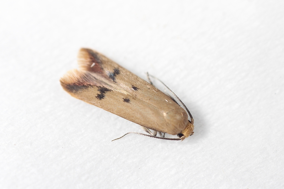 Tachystola hemisema Attracted to UV light. Australia,Eamw moth,Encounter Bay SA,Geotagged,Summer,Tachystola,Tachystola hemisema,UVL