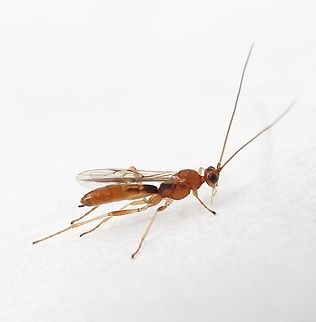 Braconid wasp Very small braconid wasp approximately 3-4 mm ,attracted to UV light . Maybe not easy to identify. Australia,Eamw wasps,Encounter Bay SA,Geotagged,Summer,UVL