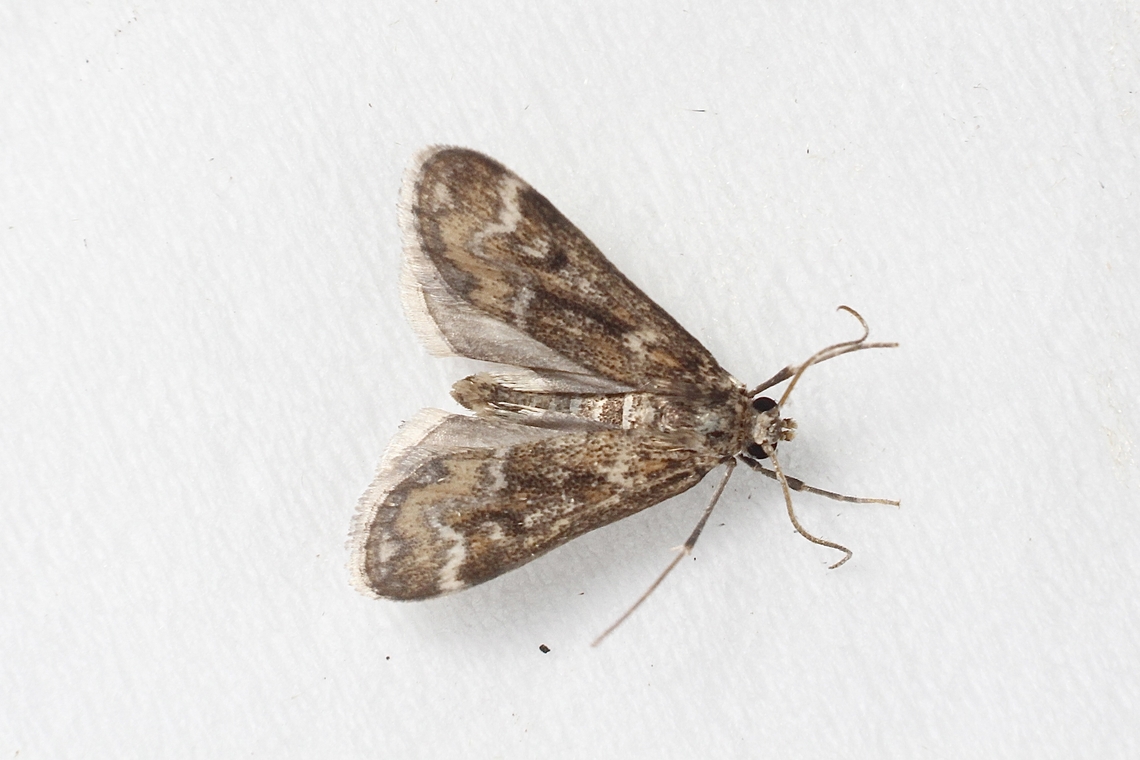 Australian water moth - Hygraula nitens Hygraula nitens, the pond moth or Australian water moth, is a moth of the family Crambidae. It was described by Arthur Gardiner Butler in 1880. It is found in New Zealand[2] and most of Australia, including Tasmania.<br />
The wingspan is about 25 mm.<br />
The caterpillars of this species live underwater. The filaments protruding from the body are not hairs but gills for breathing underwater. The larvae feed on Potamogeton crispus and Zostera species.[3] They also feed on other alien macrophytes such as Hydrilla verticillata, Lagarosiphon major, and Ceratophyllum demersum.[4] The larvae are delicate and build leaf housing.[4]<br />
( Wikipedia) Australia,Eamw moth,Encounter Bay SA,Geotagged,Hygraula ew,Hygraula nitens,Pond Moth,Summer,UVL