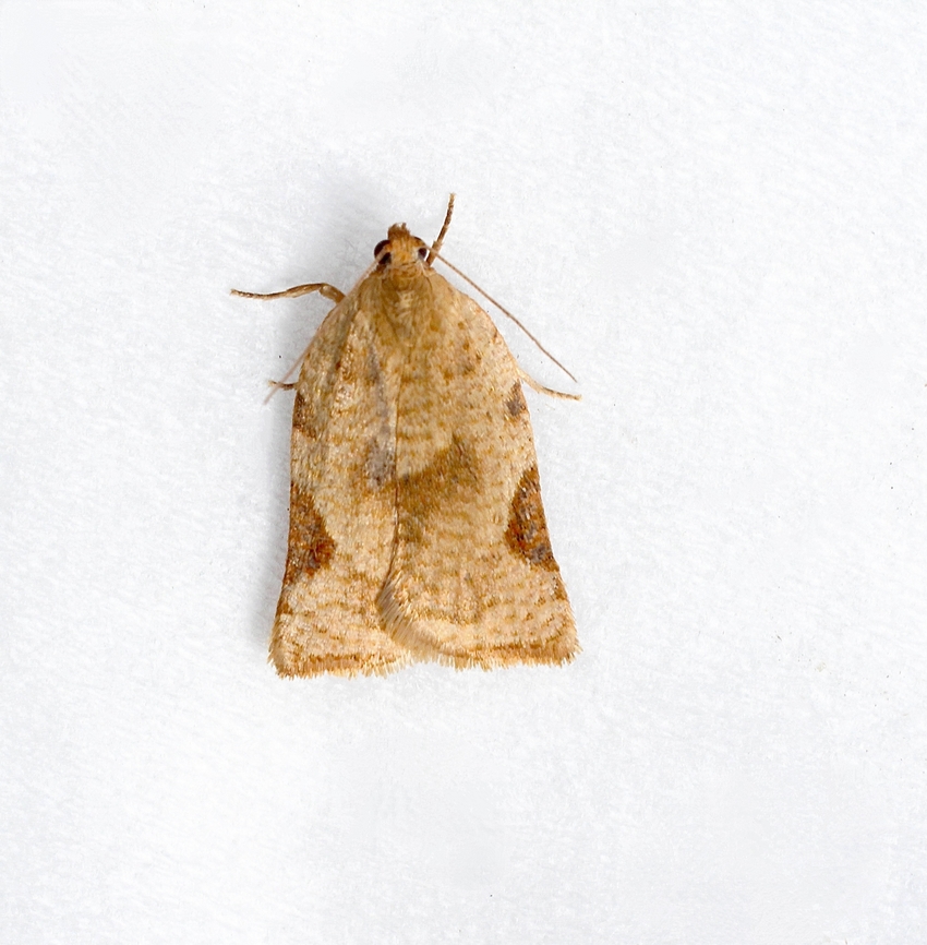 Anisogona similana Attracted to UV light.    Very variable in coloration. Anisogona ew,Anisogona similana,Australia,Eamw moth,Encounter Bay SA,Geotagged,Summer,UVL