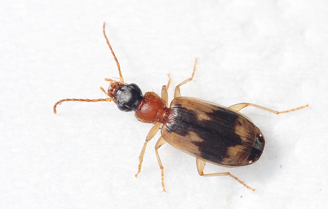 Anomotarus crudelis Attracted to UV light Anomotarus crudelis,Australia,Eamw beetles,Encounter Bay SA,Geotagged,Summer,UVL