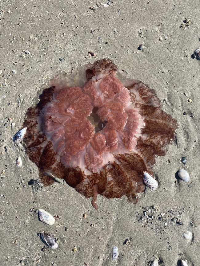 Lion's mane jellyfish , genus Cyanea Washed up on the beach. Australia,Encounter Bay SA,Geotagged,Summer,eamw marine invertebrates