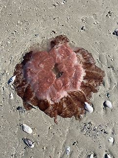 Lion's mane jellyfish , genus Cyanea Washed up on the beach. Australia,Encounter Bay SA,Geotagged,Summer,eamw marine invertebrates