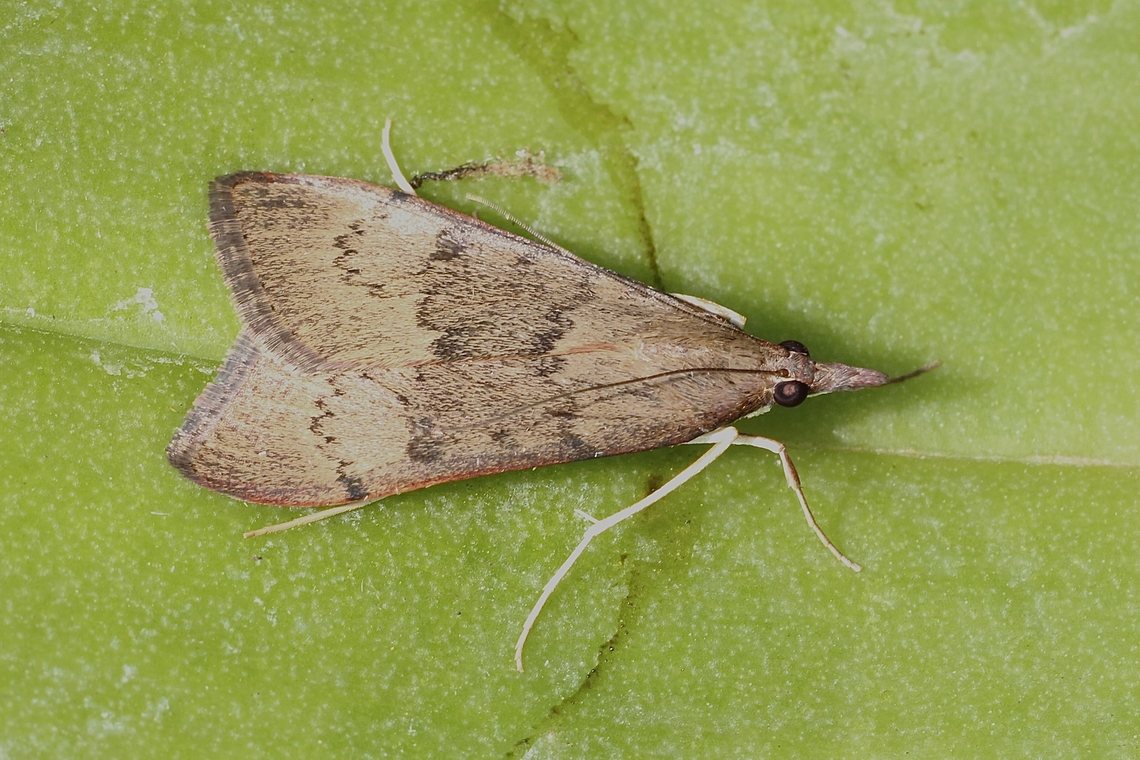 Wandering Sunset - Uresiphita gilvata Attracted to UV light Australia,Eamw moth,Encounter Bay SA,Geotagged,Summer,UVL,Uresiphita ew,Uresiphita gilvata,Wandering Sunset