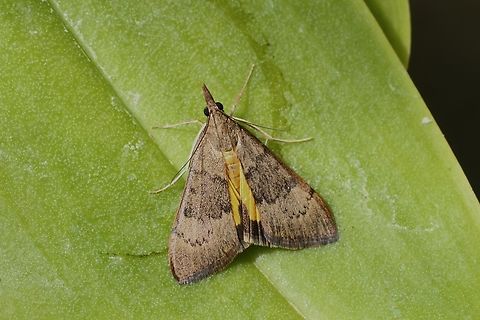 Wandering Sunset - Uresiphita gilvata Attracted to UV light. Australia,Eamw moth,Encounter Bay SA,Geotagged,Summer,UVL,Uresiphita ew,Uresiphita gilvata,Wandering Sunset