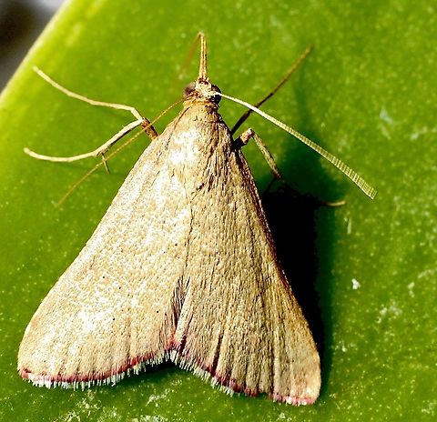 Endotricha pyrosalis Attracted to UV light. Australia,Eamw moth,Encounter Bay SA,Endotricha ew,Endotricha pyrosalis,Geotagged,Summer,UVL
