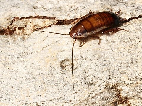 Gisborne Cockroach