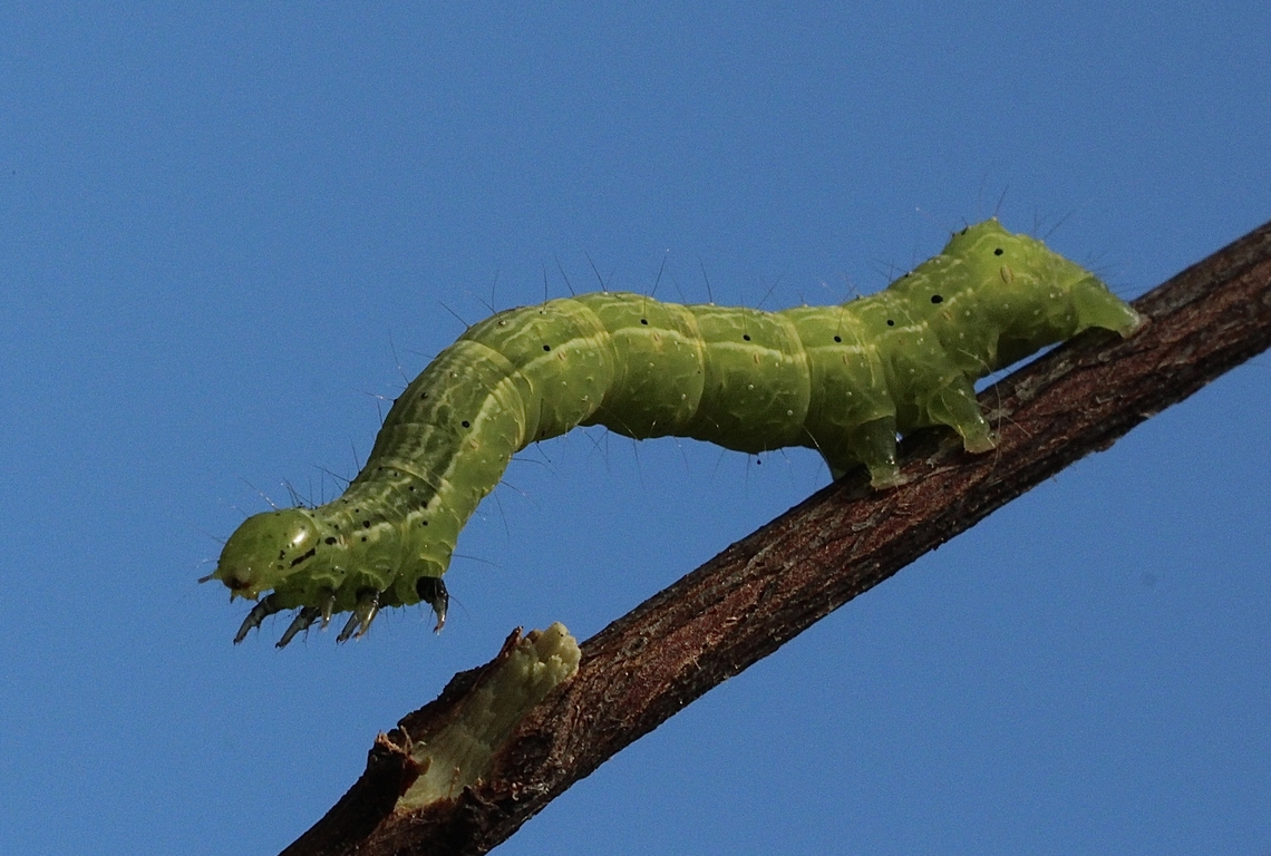 Unidentified species of looper caterpilar.  Australia,Eamw caterpillars,Encounter Bay SA,Geotagged,Summer