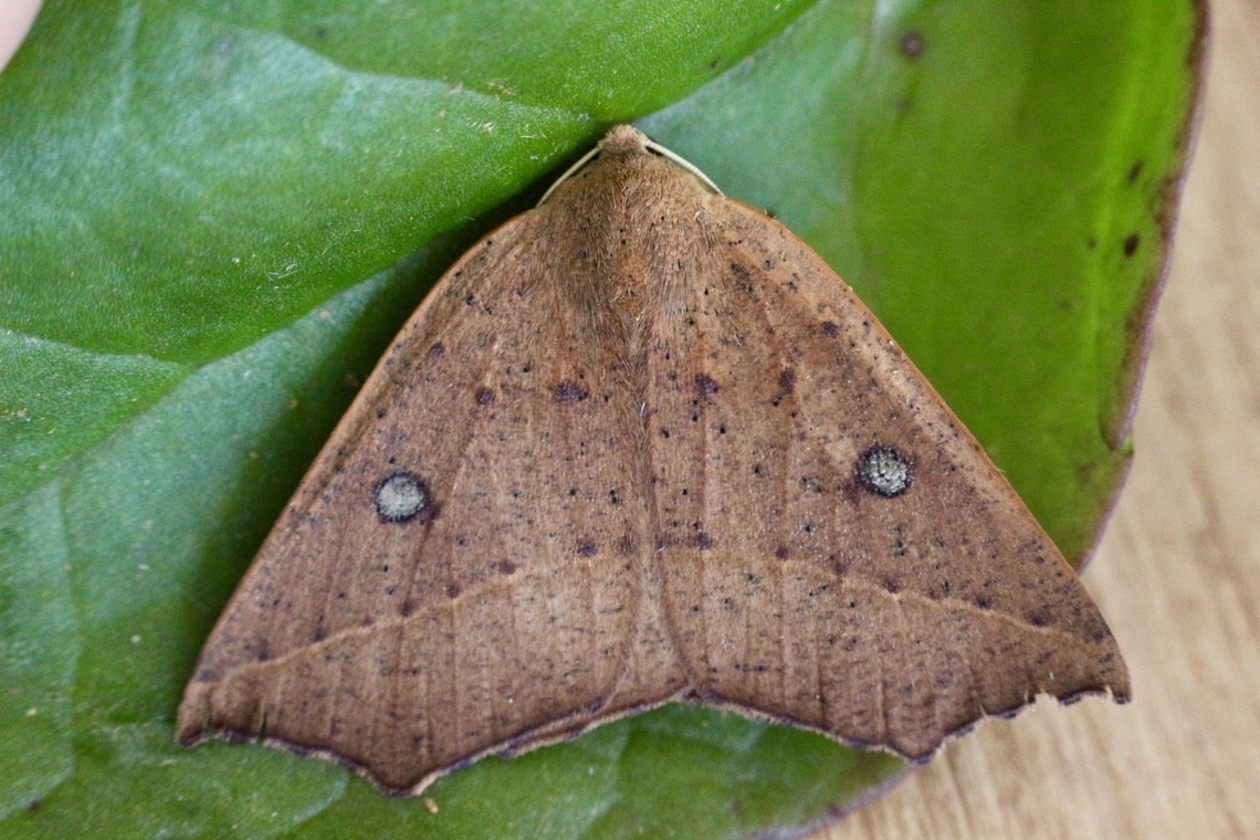 Acute Point Moth - Azelina biplaga  Acute Point Moth,Australia,Azelina biplaga,Azelina ew,Eamw moth,Fall,Geotagged,Illaroo NSW