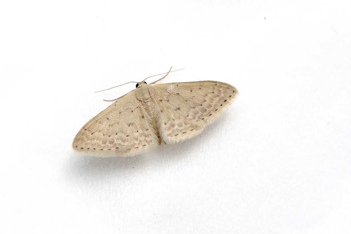 Flecked Wave Moth - Idaea philocosma Attracted to UV light. Australia,Eamw moth,Encounter Bay SA,Flecked Wave Moth,Geotagged,Idaea ew,Idaea philocosma,Summer,UVL