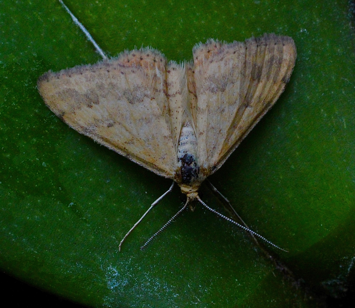 Plantain Moth - Scopula rubraria Attracted to UV light Australia,Eamw moth,Encounter Bay SA,Geotagged,Plantain Moth,Scopula ew,Scopula rubraria,Summer,UVL