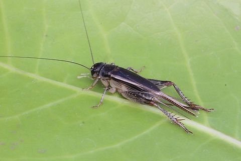 Velarifictorus ornatus Attracted to UV light. Australia,Eamw crickets,Encounter Bay SA,Geotagged,Summer,UVL,Velarifictorus ornatus