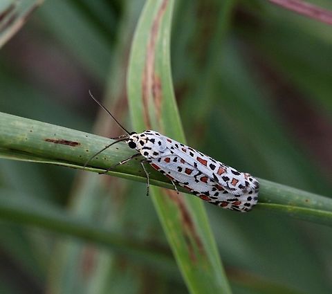 Heliotrope moth - Utetheisa pulchelloides  Australia,Eamw moth,Encounter Bay SA,Geotagged,Heliotrope moth,Summer,Utetheisa,Utetheisa pulchelloides