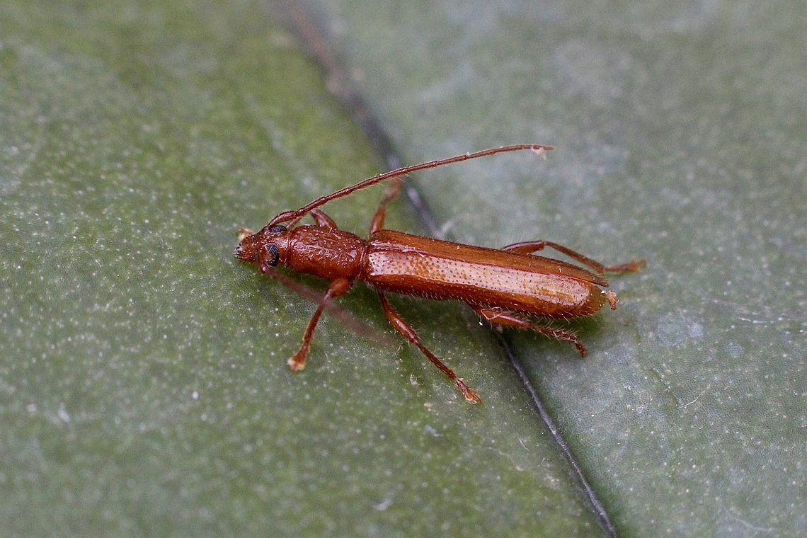 Unidentified Round-necked Longhorn Beetle Attracted to UV light Australia,Eamw beetles,Geotagged,Summer,eamw Long Horn beetle,unidentified