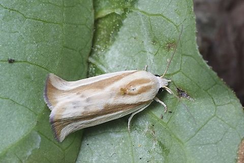 Rough Bollworm - Earias huegeliana Attracted to UV light. Australia,Eamw moth,Earias,Earias perhuegeli,Encounter Bay SA,Geotagged,Rough Bollworm,Summer,UVL