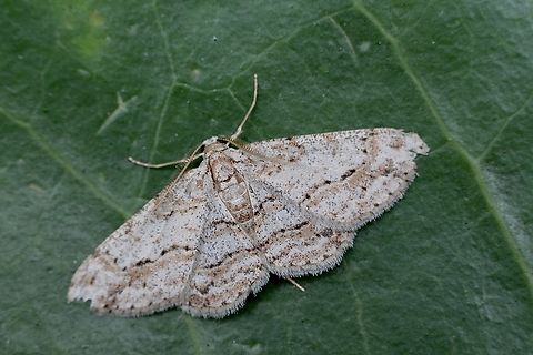 Didymoctenia exsuperata Australia,Didymoctenia,Didymoctenia ew,Didymoctenia exsuperata,Eamw moth,Encounter Bay SA,Geotagged,Summer