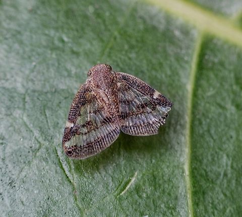 Passionvine Hopper - Scolypopa australis  Eamw planthoppers,Encounter Bay SA,Passionvine hopper,Scolypopa australis
