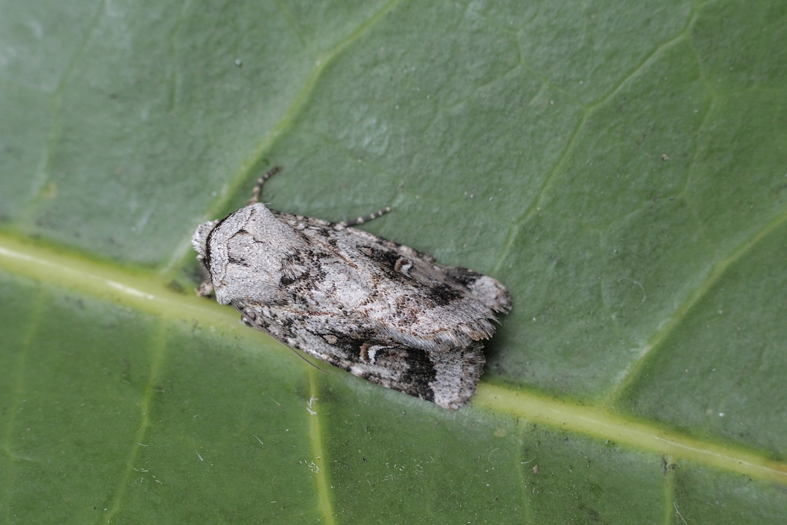 Proteuxoa amaurodes  Eamw moth,Encounter Bay SA,Proteuxoa amaurodes,Proteuxoa ew,Proteuxoa tibiata