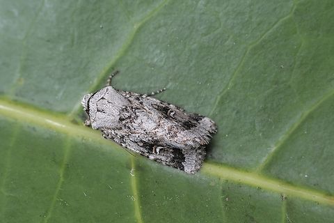 Proteuxoa amaurodes  Eamw moth,Encounter Bay SA,Proteuxoa amaurodes,Proteuxoa ew,Proteuxoa tibiata