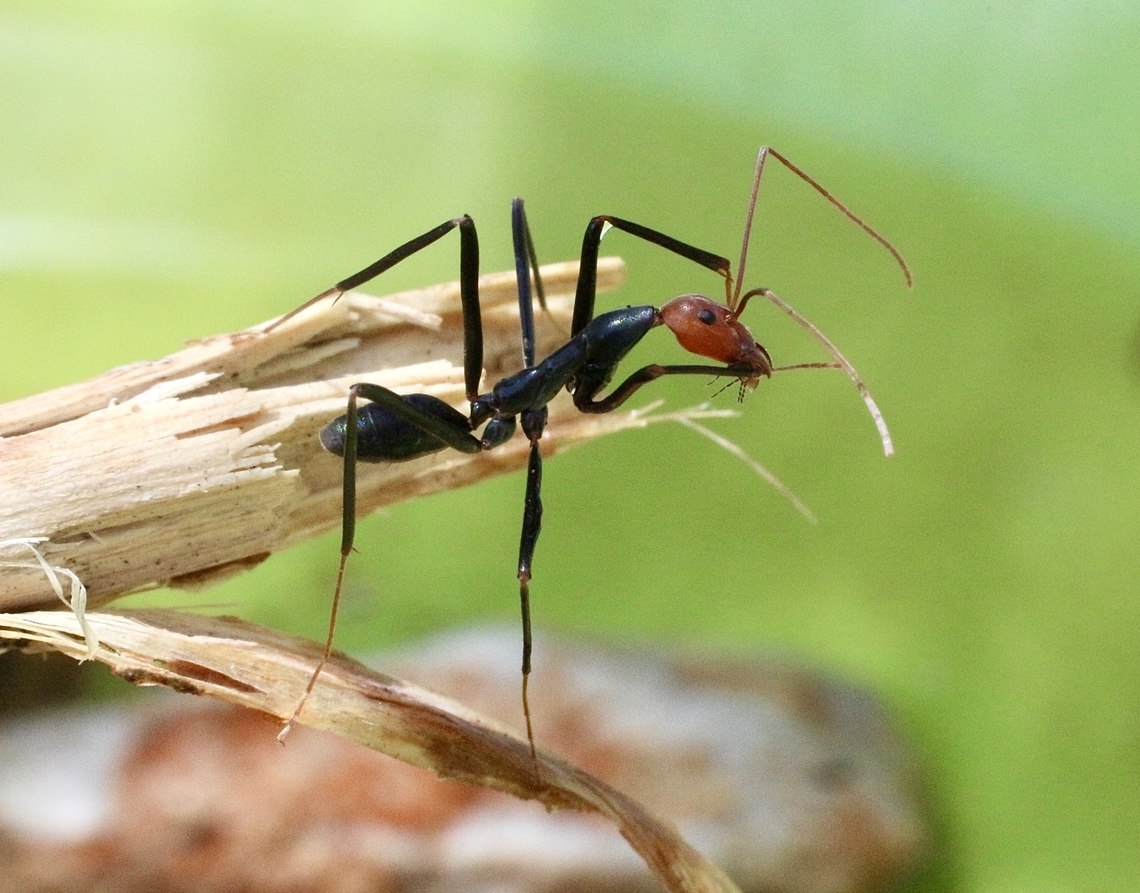 Red-headed spider ant - Leptomyrmex erythrocephalus  Australia,Geotagged,Leptomyrmex erythrocephalus,Spring,eamw ants