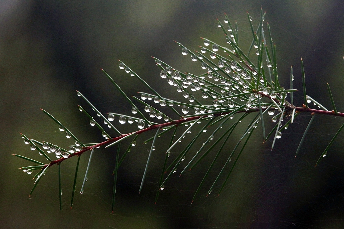 Bushy needlewood - Haken sericea Beautified by raindrops. Australia,Bushy needlewood,Eamw flora,Geotagged,Hakea sericea,North Nowra Nsw,Winter