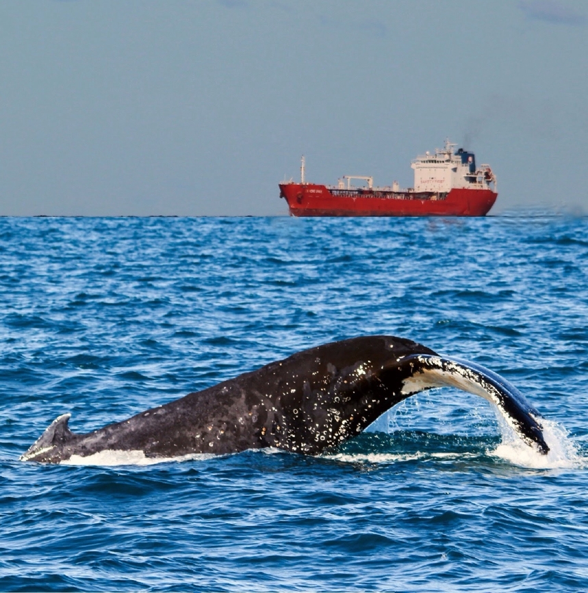 Southern Humpback Whale - Megaptera novaeangliae  Australia,Eamw marine mammals,Geotagged,Humpback whale,Jervis bay,Megaptera novaeangliae,Winter