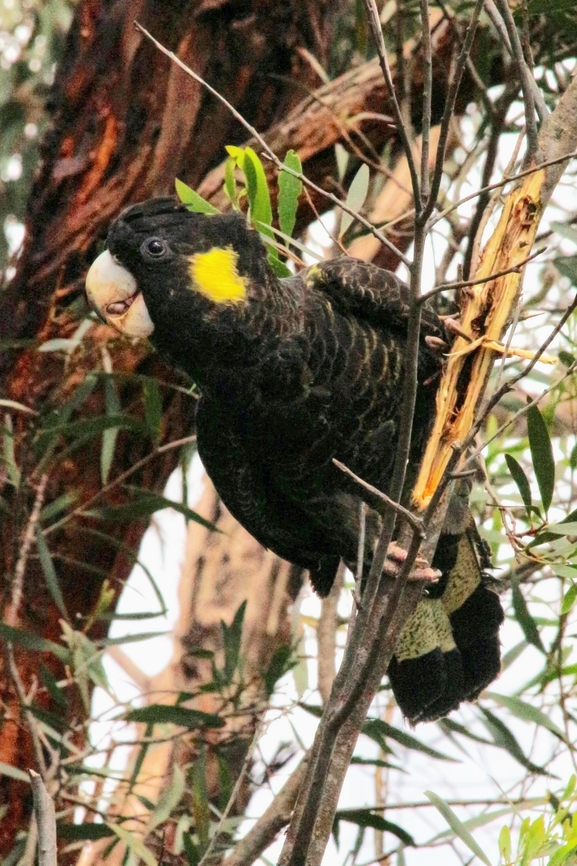 Yellow-tailed Black-Cockatoo - Zanda funerea Bracking open branches on eucalyptus trees to find wood boring beetle larvae which they love to eat. Australia,Eamw birds,Geotagged,Langwarrin Reserve,Spring,Yellow-tailed black cockatoo,Zanda funerea