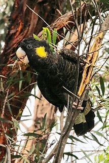 Yellow-tailed Black-Cockatoo - Zanda funerea Bracking open branches on eucalyptus trees to find wood boring beetle larvae which they love to eat. Australia,Eamw birds,Geotagged,Langwarrin Reserve,Spring,Yellow-tailed black cockatoo,Zanda funerea