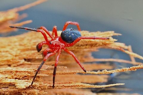 Red and black Spider - Nicodamus peregrinus The male of the species  Beaconsfield VIC,Eamw spiders,Nicodamus peregrinus,Red and black Spider
