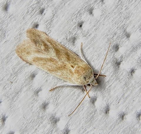 Three-barred Earis - Earias paralella  Australia,Dodson road SA,Eamw moth,Earias,Earias paralella,Geotagged,Summer,UVL,Winter