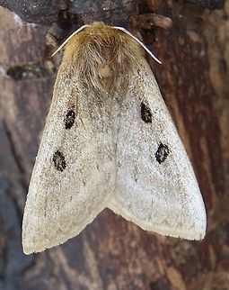 Eyespot Anthelid Moth - Anthela ocellata Attracted to UV light. Anthela ew,Anthela ocellata,Australia,Dotson road SA,Eamw moth,Eyespot anthelid,Geotagged,Winter