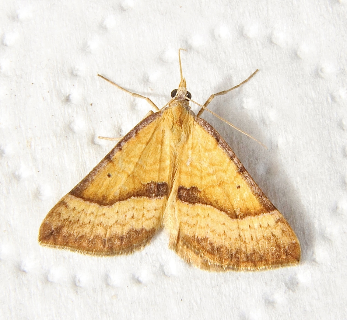Anachloris subochraria  Anachloris,Anachloris subochraria,Australia,Dotson road SA,Eamw moth,Geotagged,Winter