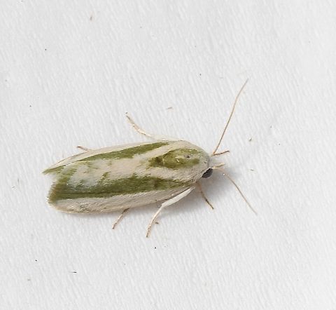 Rough Bollworm - Earias huegeliana Attracted to UV light. There are 3 images of Earias huegeliana on Jungledragon but they all look very different from each other.  Australia,Eamw moth,Earias ew,Earias perhuegeli,Encounter Bay SA,Geotagged,Rough Bollworm,Summer