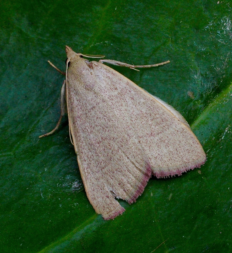 Hay worm moth - Hypsopygia albidalis Attracted to UV light. Australia,Eamw moth,Encounter Bay SA,Geotagged,Hypsopygia albidalis,Hypsopygia ew,Summer