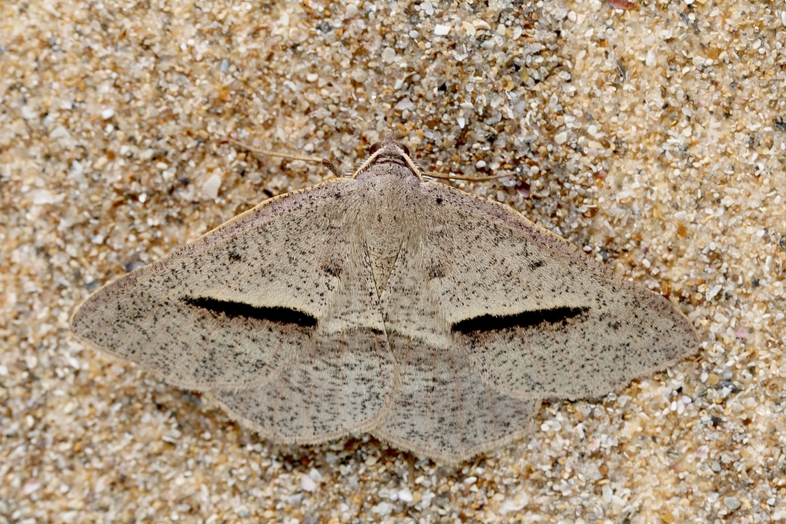 Isturgia penthearia Attracted to lights in a public toilet. Australia,Eamw moth,Geotagged,Isturga penthearia,Isturgia,Isturgia arenacearia,Isturgia penthearia,Summer,Victor harbor area