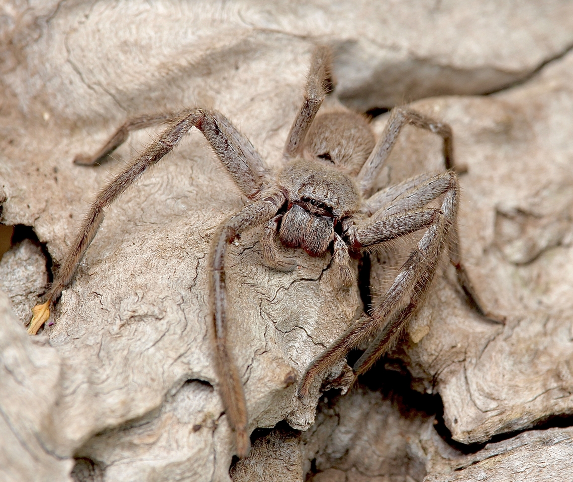 Leishmann's Huntsman - Isopeda leishmanni Living in our kitchen ,but captured it and transferred it outside to take a photo.  Australia,Eamw spiders,Encounter Bay SA,Geotagged,Isopeda leishmanni,Summer