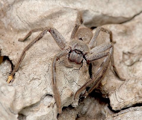 Leishmann's Huntsman - Isopeda leishmanni Living in our kitchen ,but captured it and transferred it outside to take a photo.  Australia,Eamw spiders,Encounter Bay SA,Geotagged,Isopeda leishmanni,Summer