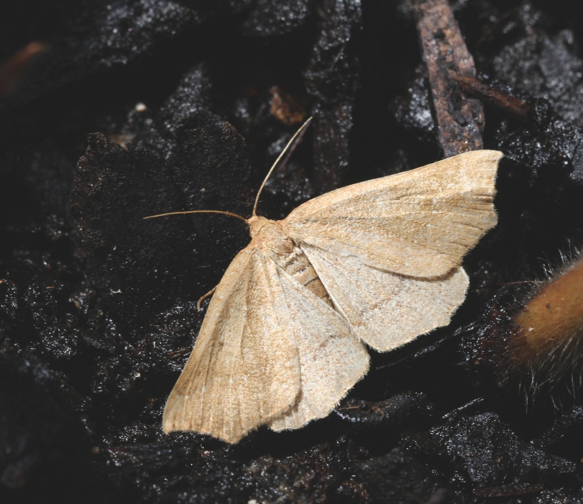 Diastictis goniota  Australia,Diastictis ew,Diastictis goniota,Eamw moth,Encounter Bay SA,Geotagged,Summer