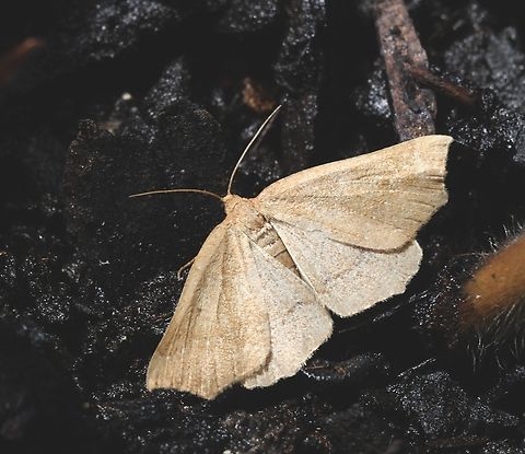 Diastictis goniota  Australia,Diastictis ew,Diastictis goniota,Eamw moth,Encounter Bay SA,Geotagged,Summer