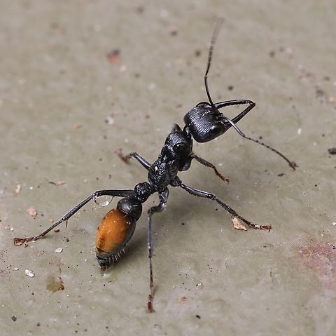 Toothless bull ant - Myrmecia mandibularis  Australia,Geotagged,Myrmecia mandibularis,Summer,Victor harbor area,eamw ants