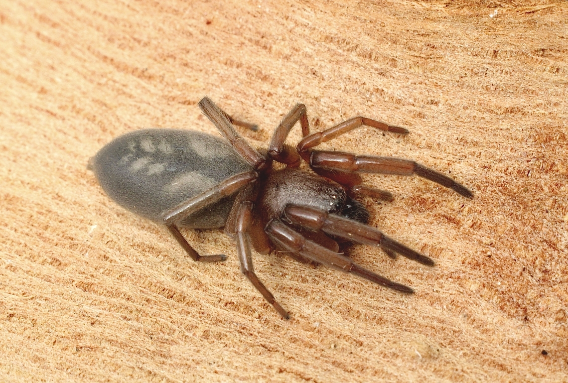 The Intruda signata Found under eucalyptus tree bark. Australia,Eamw spiders,Geotagged,Intruda,Intruda signata,Summer,Victor harbor area