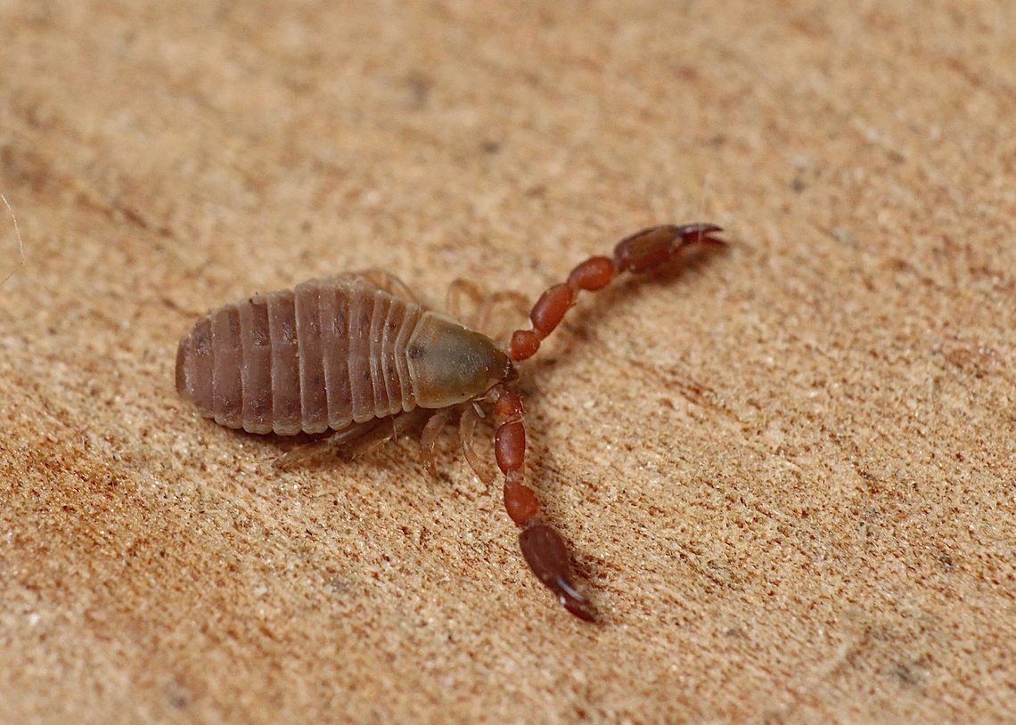 Pseudoscorpion - Chernetidae Found under eucalyptus tree bark. Only approximately 3-4 mm in size. Australia,Eamw scorpions,Geotagged,Summer,Victor harbor area