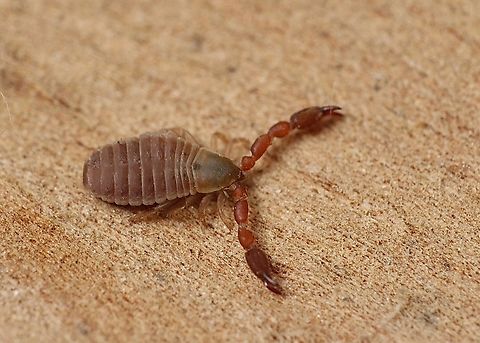 Pseudoscorpion - Chernetidae Found under eucalyptus tree bark. Only approximately 3-4 mm in size. Australia,Eamw scorpions,Geotagged,Summer,Victor harbor area