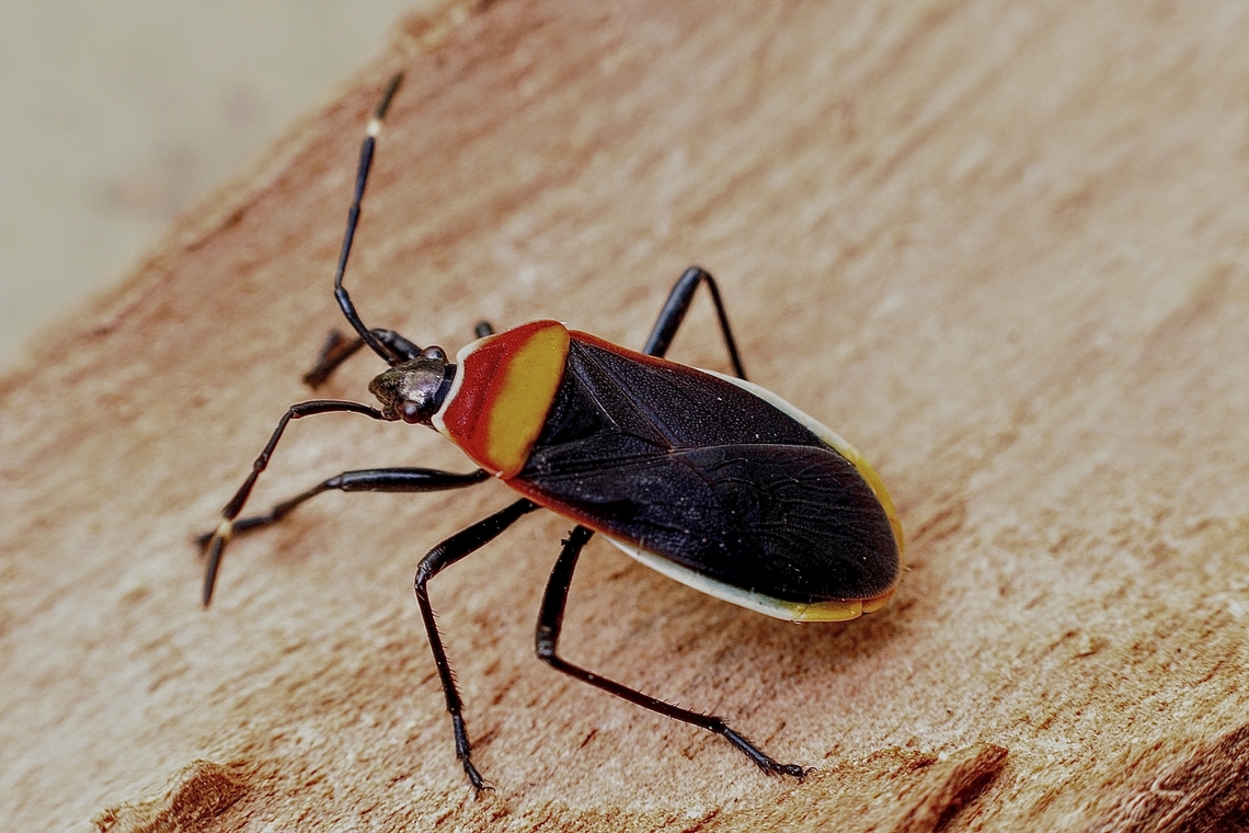 Harlequin Bug - Dindymus versicolor Found under eucalyptus trees bark. Australia,Dindymus versicolor,Eamw plant bugs,Geotagged,Harlequin Bug,Spring,Summer