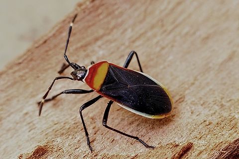Harlequin Bug - Dindymus versicolor Found under eucalyptus trees bark. Australia,Dindymus versicolor,Eamw plant bugs,Geotagged,Harlequin Bug,Spring,Summer